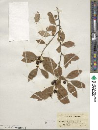 Ilex laevigata image