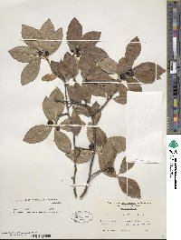 Ilex laevigata image