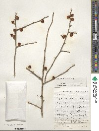 Ilex laevigata image