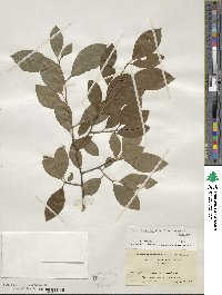 Ilex laevigata image