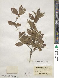 Ilex laevigata image