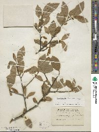 Ilex laevigata image