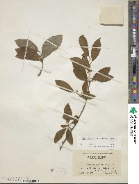 Ilex laevigata image