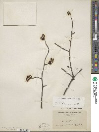 Ilex laevigata image