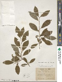 Ilex laevigata image