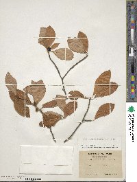 Ilex laevigata image