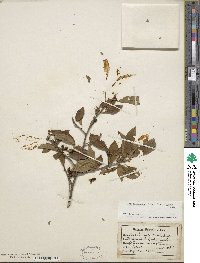 Ilex laevigata image