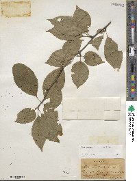 Ilex montana image