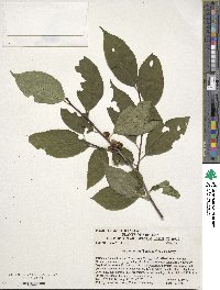 Ilex montana image