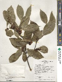 Ilex montana image