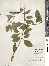 Ilex montana image