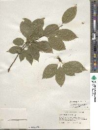 Ilex montana image