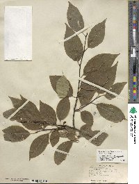 Ilex montana image