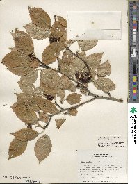 Ilex montana image