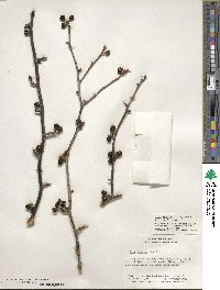 Ilex montana image