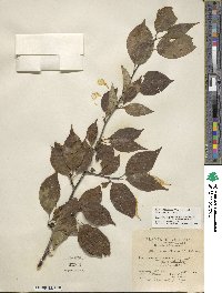 Ilex montana image