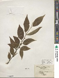 Ilex montana image