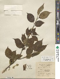 Ilex montana image