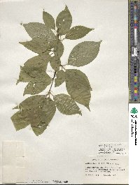 Ilex montana image