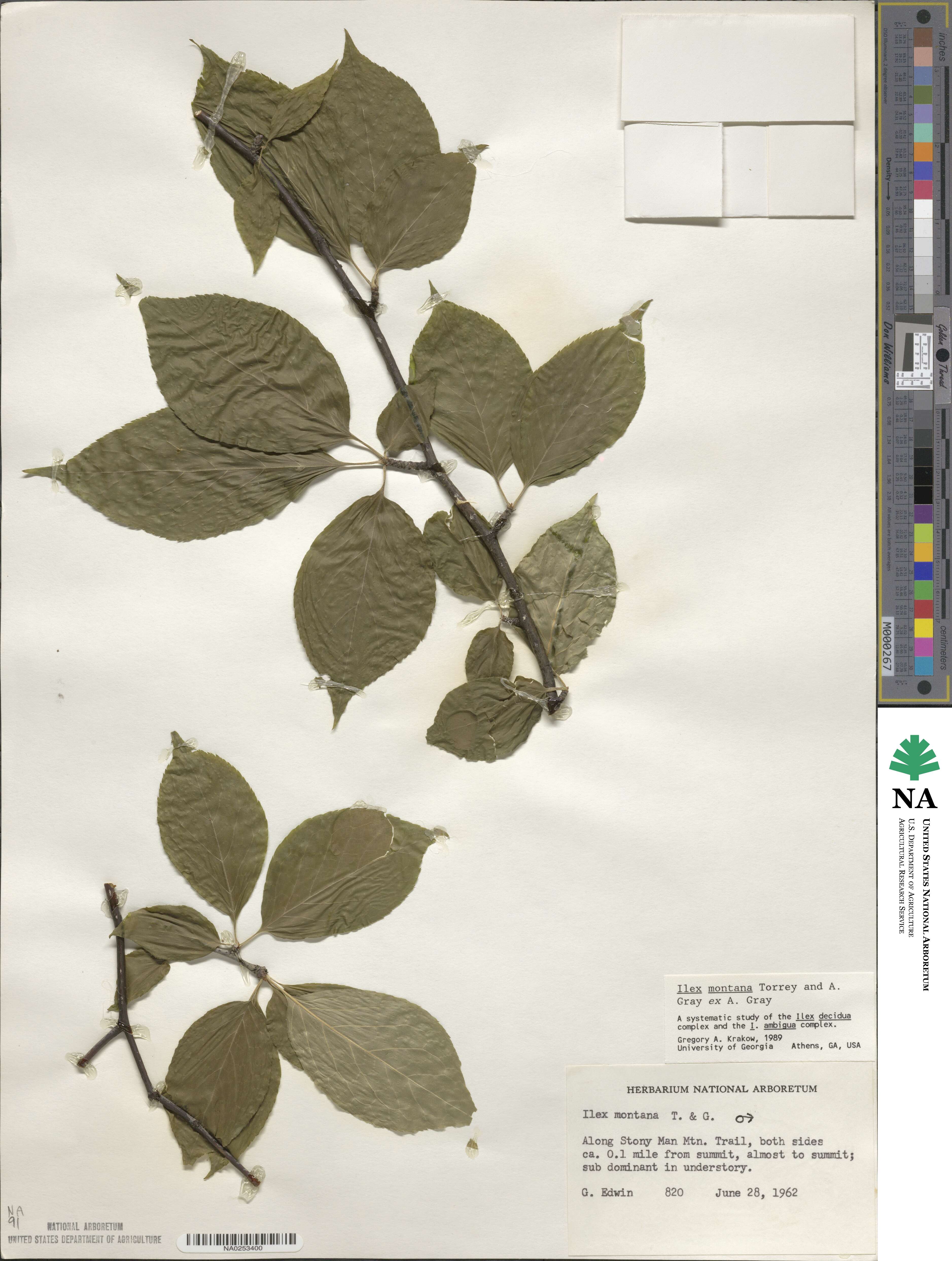 Ilex montana image