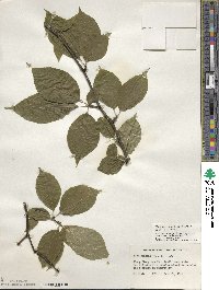 Ilex montana image