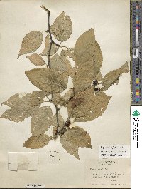 Ilex montana image