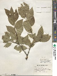 Ilex montana image