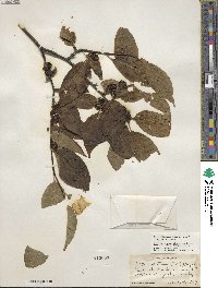 Ilex montana image