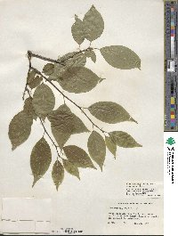 Ilex montana image