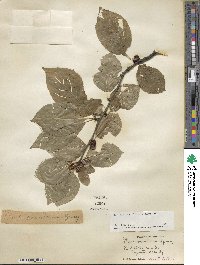 Ilex montana image