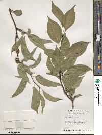 Ilex montana image