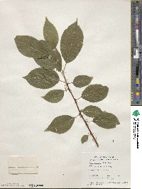 Ilex montana image