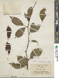 Ilex montana image