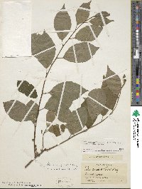 Ilex montana image