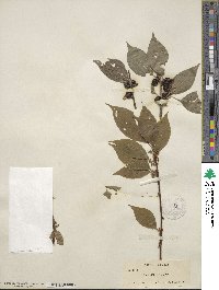 Ilex montana image