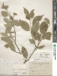 Ilex montana image