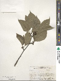 Ilex montana image