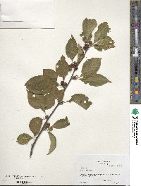 Ilex montana image