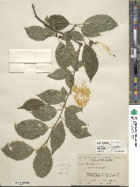 Ilex montana image