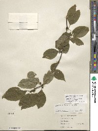 Ilex montana image