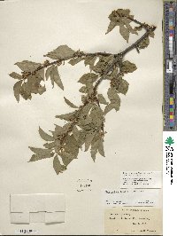 Ilex montana image