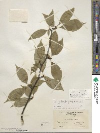 Ilex montana image