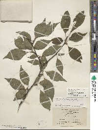 Ilex montana image