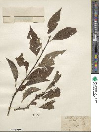 Ilex montana image