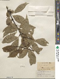 Ilex montana image