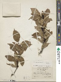 Ilex montana image