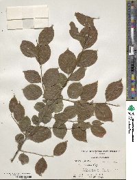 Ilex montana image