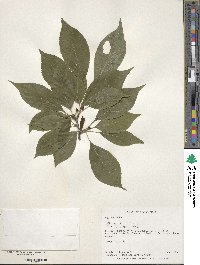 Ilex montana image