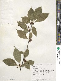 Ilex montana image