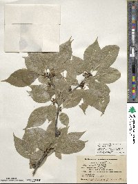 Ilex montana image